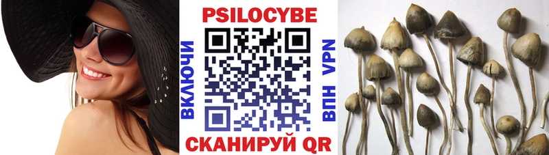 Псилоцибиновые грибы Psilocybine cubensis купить Ростов